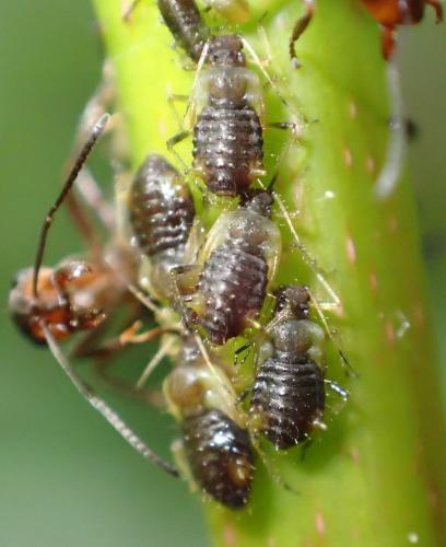 Réf. 327 612 : Periphyllus testudinaceus